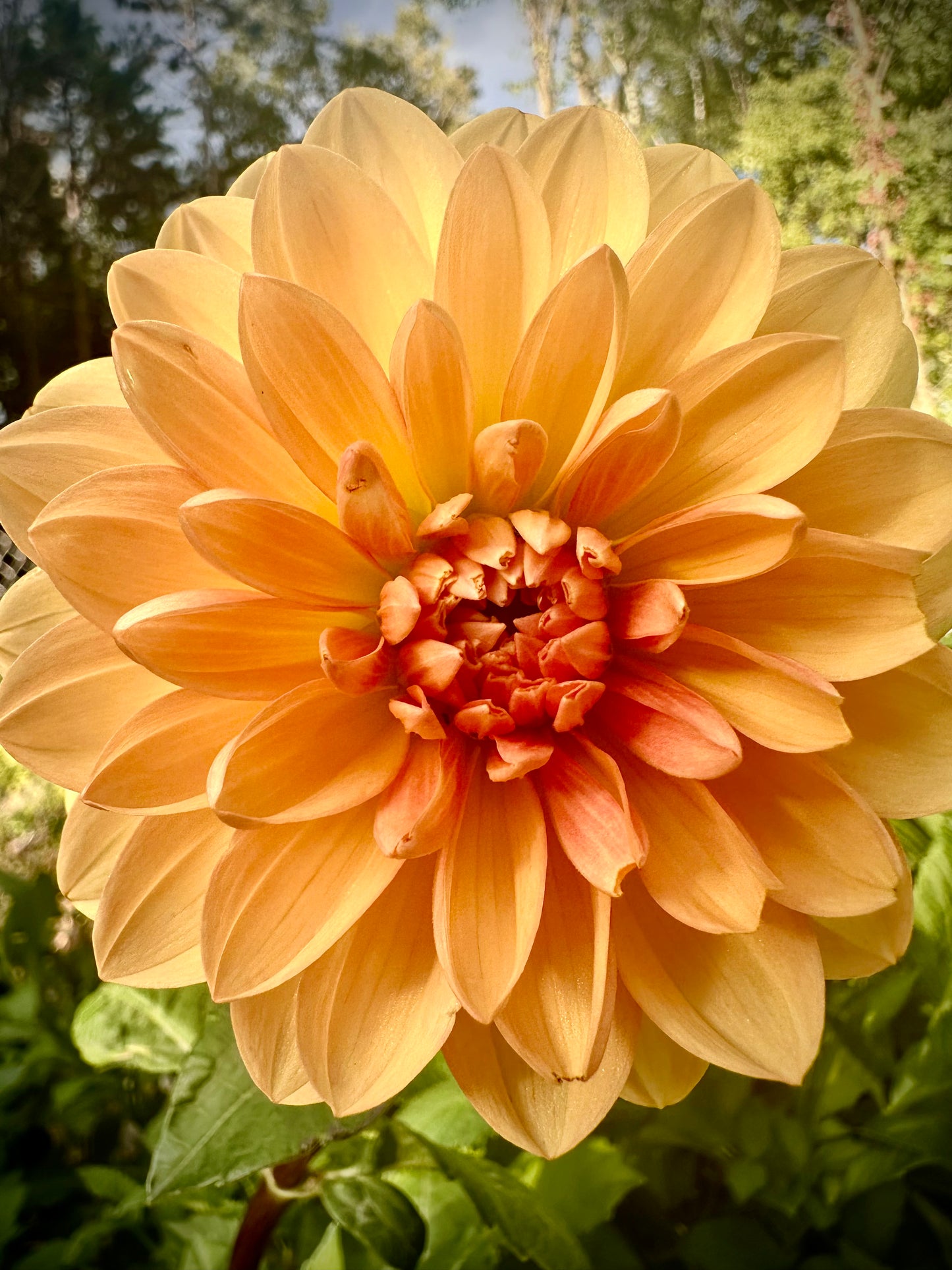 Maks Georgia - Waterlily Dahlia Tuber