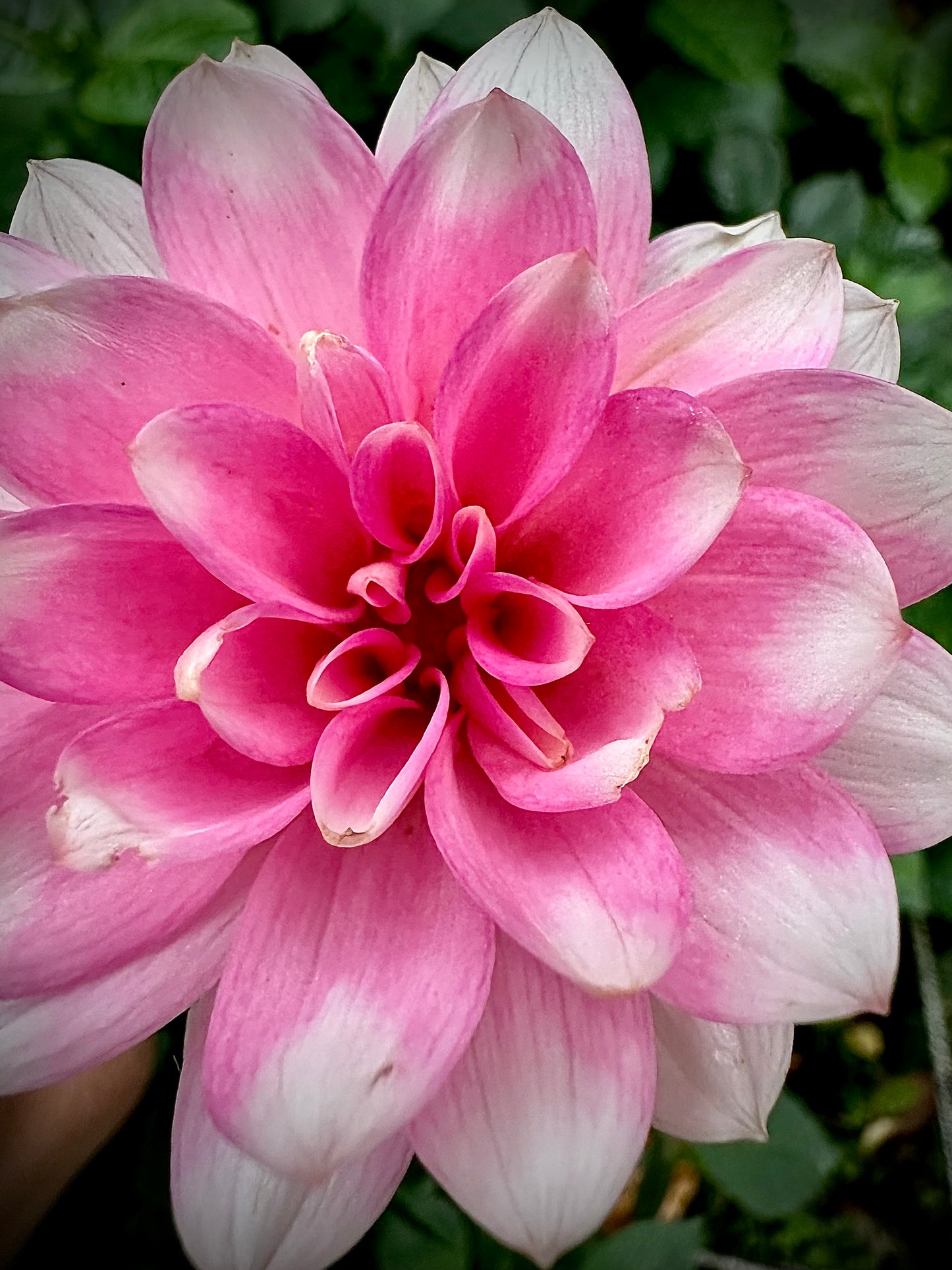 Pink Perception - Waterlily Dahlia Tuber