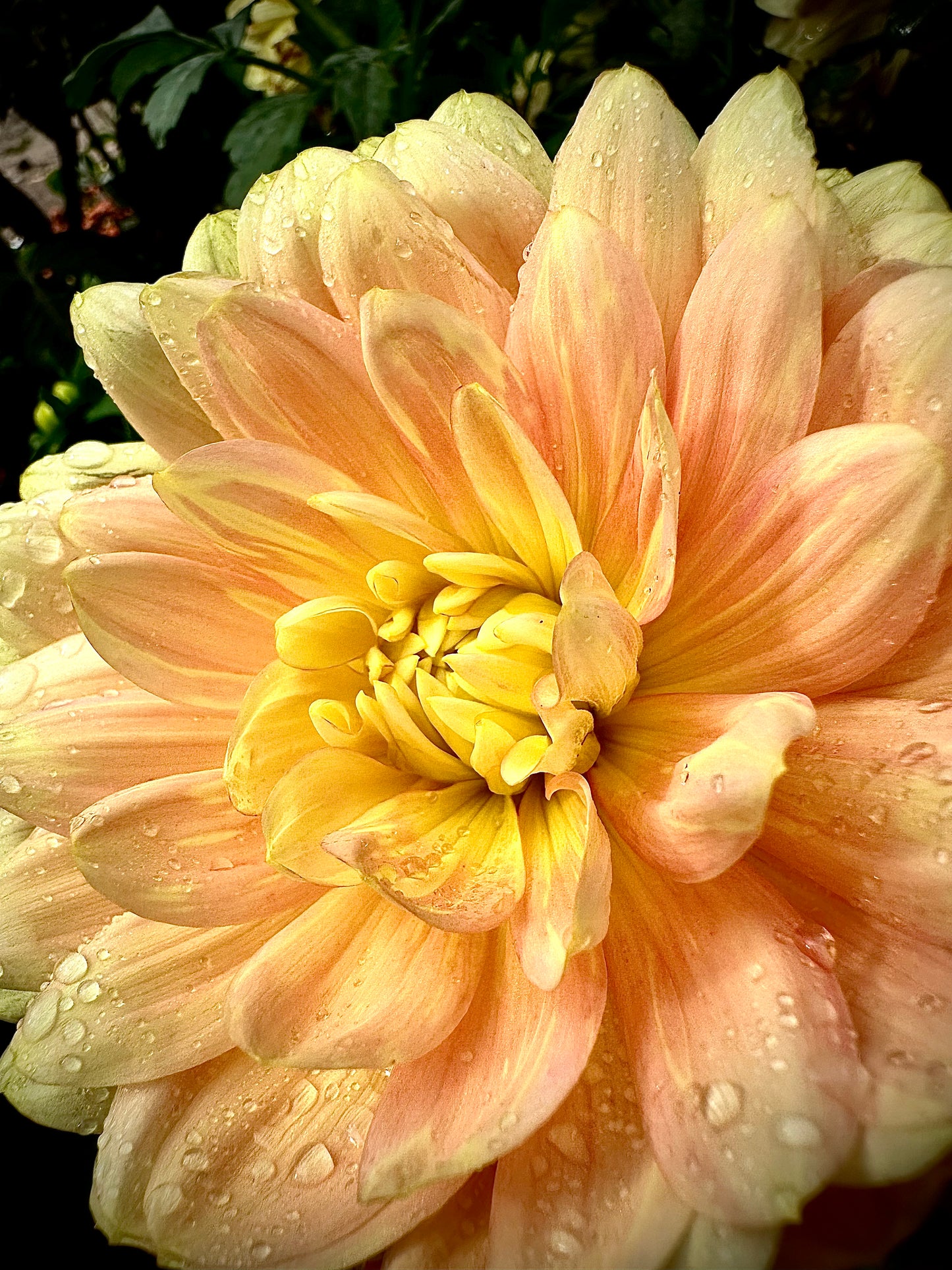 Hollyhill Serenity - Waterlily Dahlia Tuber