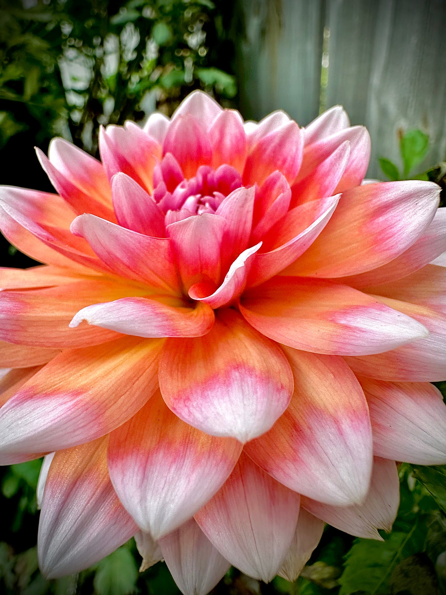 Sandia Candy Corn - Waterlily Dahlia Tuber