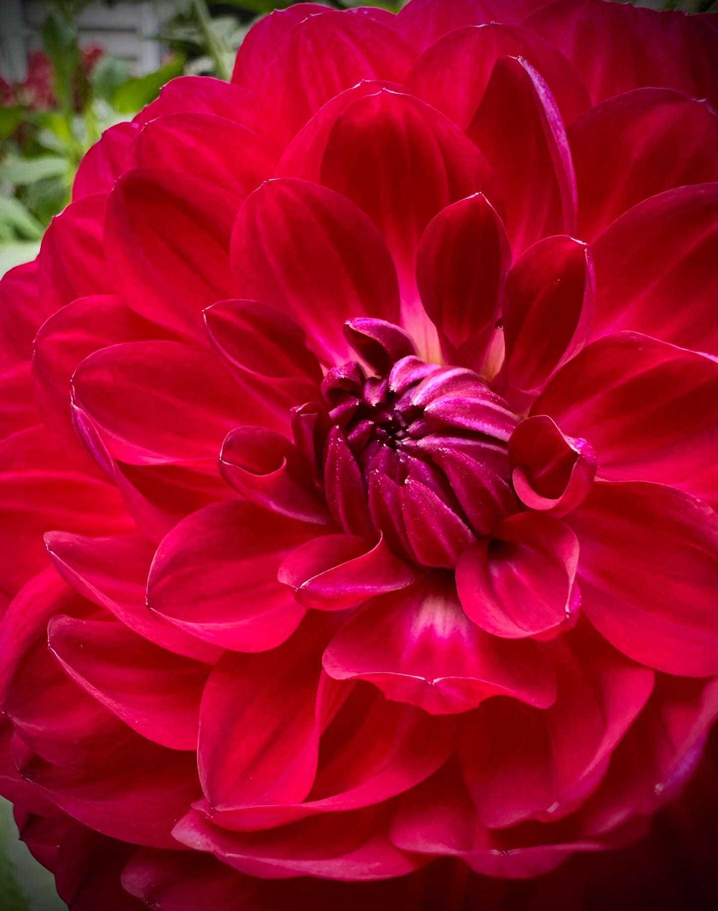 Sandia Bertha - Waterlily Dahlia Tuber