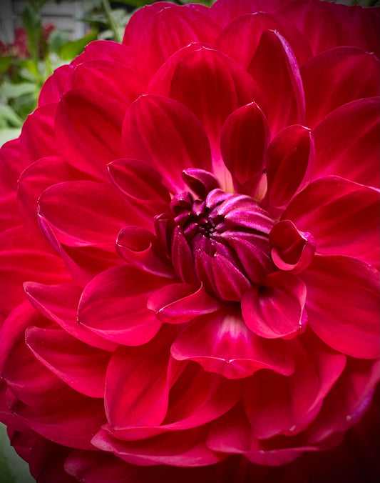 Sandia Bertha - Waterlily Dahlia Tuber