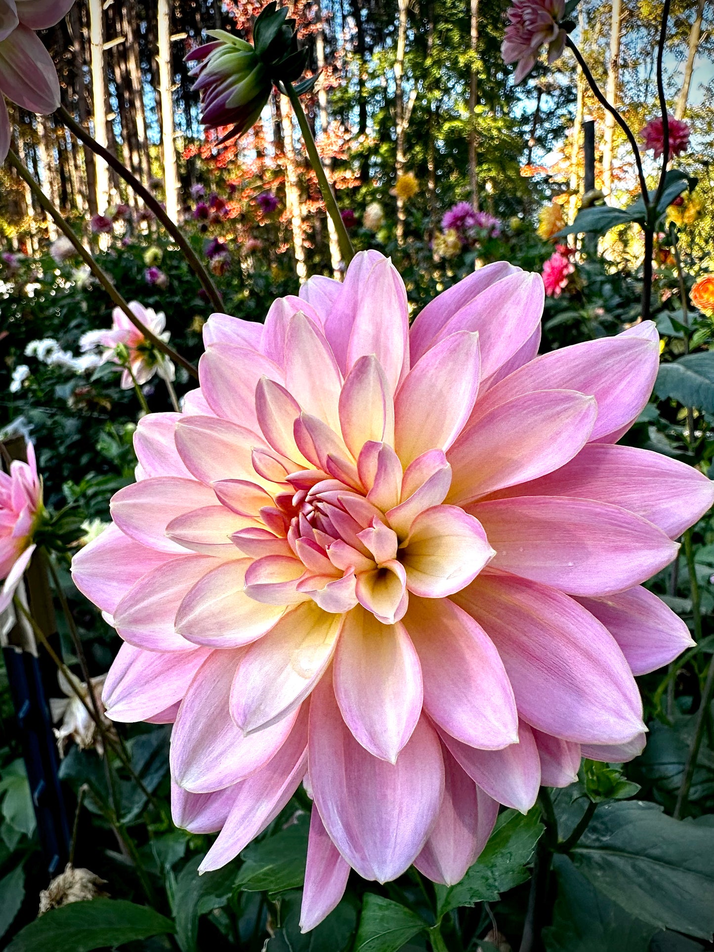 Lotus Linda - Waterlily Dahlia Tuber