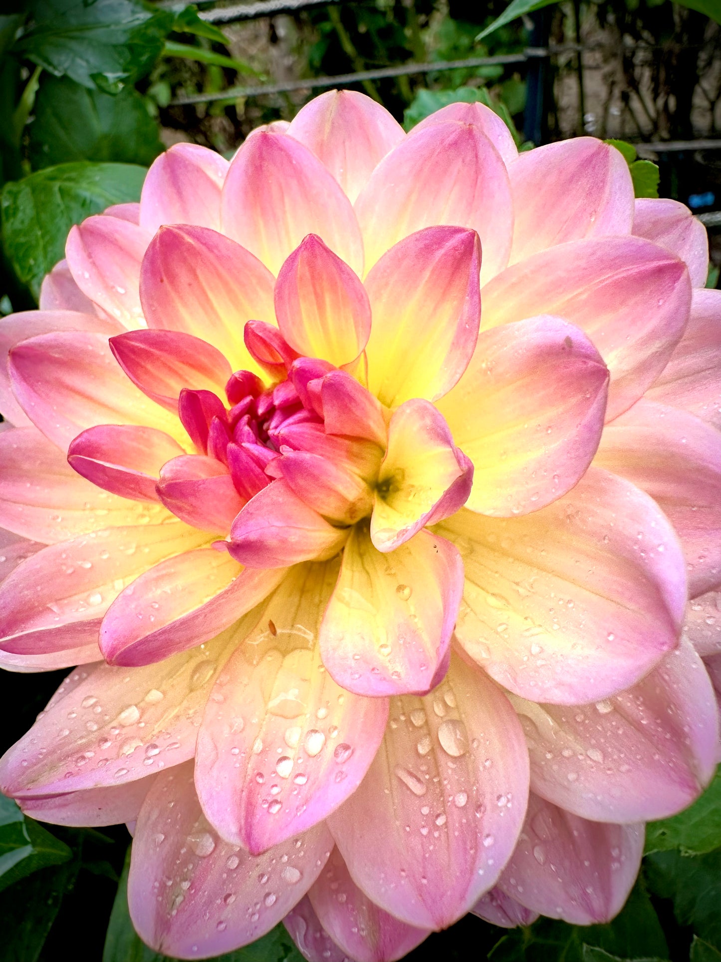 Sandia Bliss - Waterlily Dahlia Tuber