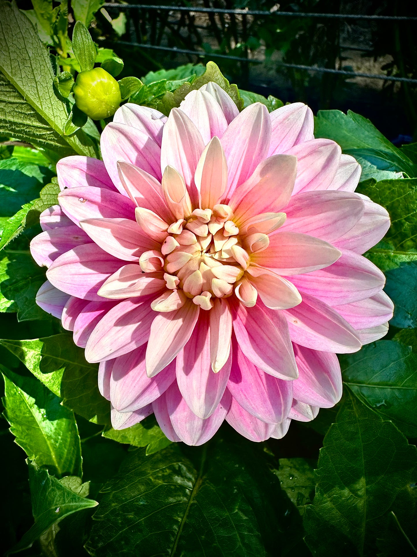 Hollyhill Pink Parfait - Waterlily Dahlia Tuber