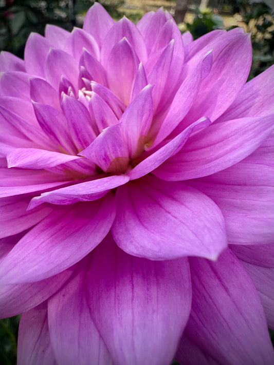 Kari Blue - Waterlily Dahlia Tuber