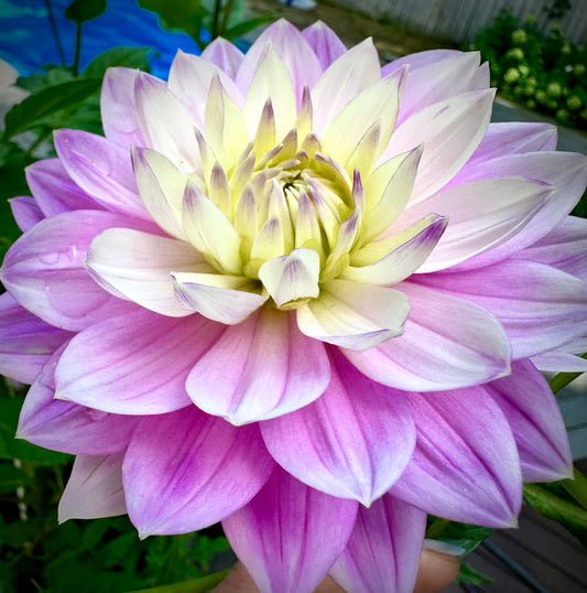 Hollyhill Leda - Waterlily Dahlia Tuber