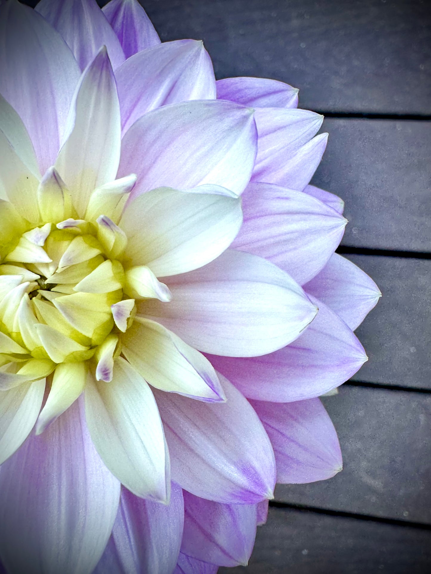 Hollyhill Leda - Waterlily Dahlia Tuber