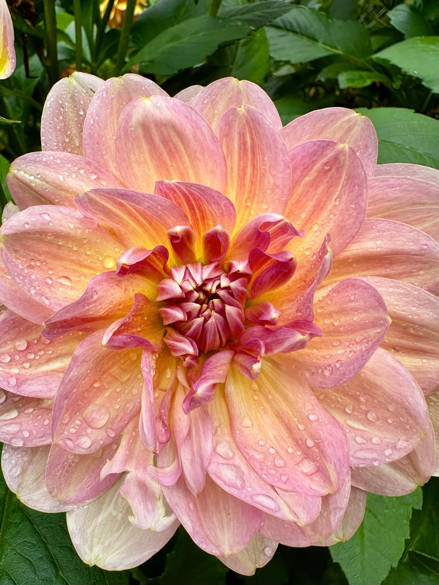 Hapet Old Charm - Waterlily Dahlia Tuber